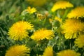 Bee and Taraxacum officinale as dandelion or common dandelion. Polish name \