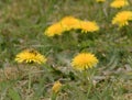 Bee and Taraxacum officinale as dandelion or common dandelion. Polish name \