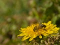 Bee and Taraxacum officinale as dandelion or common dandelion. Polish name \