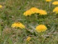 Bee and Taraxacum officinale as dandelion or common dandelion. Polish name \