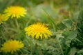 Bee and Taraxacum officinale as dandelion or common dandelion. Polish name \