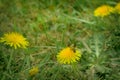 Bee and Taraxacum officinale as dandelion or common dandelion. Polish name \