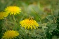 Bee and Taraxacum officinale as dandelion or common dandelion. Polish name \