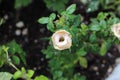 White rose flowered