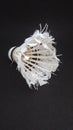 Used badminton shuttlecocks are made of feathers on a black background, shuttlecocks are made of goose feathers arranged in a cone Royalty Free Stock Photo