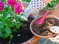 Used coffee grounds as a compost. Great fertilizer for plants and vegetables.. Royalty Free Stock Photo