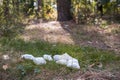 Used dirty diapers on the grass. Ecology, environmental pollution concept. Royalty Free Stock Photo