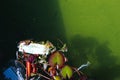 Used face mask thrown into water / lake. Environmental pollution concept