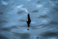 Used glass bottle floating in dirty river