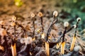 Used household wooden matches sticking out of the soil close-up on a blurred background. Forest fires and burning nature. The