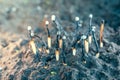 Used household wooden matches sticking out of the soil close-up on a blurred background. Forest fires and burning nature. The