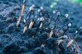 Used household wooden matches sticking out of the soil close-up on a blurred background. Forest fires and burning nature. The
