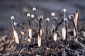 Used household wooden matches sticking out of the soil close-up on a blurred background. Forest fires and burning nature. The