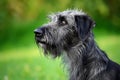 Irish Wolfhound - This ancient breed originated in Ireland