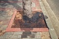 Used motor oil pollution around foot of tree