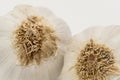 Macro photographic view of a pair of dried Garlic bulbs, showing their roof structure.