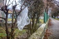 Plastic bag on a tree in the city Royalty Free Stock Photo