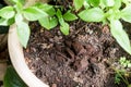 Used or spent coffee grounds being used as natural plants fertilizer Royalty Free Stock Photo