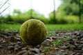 Used Tennis Ball at a Dog Park Royalty Free Stock Photo