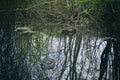 Used tires illegally flooded in a forest pond