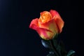 Yellow pink rose from the garden. Royalty Free Stock Photo