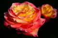 Yellow pink rose from the garden. Royalty Free Stock Photo