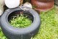 Used tyres potentially store stagnant water and mosquitoes breed Royalty Free Stock Photo