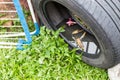 Used tyres potentially store stagnant water and mosquitoes breed