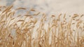 Useful cereals. Field of ripening wheat against the blue sky. Spikelets of wheat with grain shakes the wind. Grain Royalty Free Stock Photo