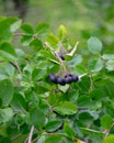 Useful eco-friendly chokeberry berries on a green branch in a summer garden