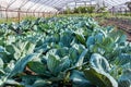 Useful food, gardening, agriculture. Natural white cabbage grows in a row in the garden in the greenhouse