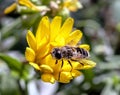 Useful insect similar to a fly sits on a calendula flower Royalty Free Stock Photo