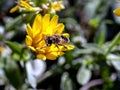 useful insect similar to a fly sits on a calendula flower Royalty Free Stock Photo