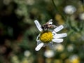 Useful insect similar to a fly sits on a chamomile flower Royalty Free Stock Photo