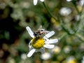 useful insect similar to a fly sits on a chamomile flower Royalty Free Stock Photo