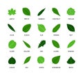 Useful leaves colored natural icons vegan analysis vector silhouette design line elements leaf tree bush berries oxygen