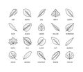 Useful leaves linear icons vegan analysis vector set of leaf design elements tree healthy food vector symbol set