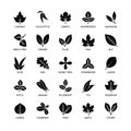 Useful leaves silhouette linear icons vegan analysis vector set of design elements leaf tree bush berry healthy food