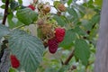 Ripe raspberries on a branch. Green bushes