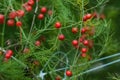 Useful medicinal garlic asparagus blooms in small red berries