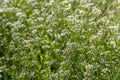 Useful, medicinal plant Barbarea vulgaris grows on a meadow