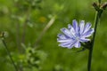 Useful plant chicory CichÃÂ³rium