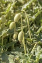 Useful plant Ecballium elaterium close-up