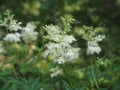 Useful plant filipendula ulmaria with fragrant delicate flowers in the garden in summer. Seasonal flowering of medicinal herbs Royalty Free Stock Photo