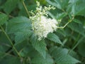 Useful plant filipendula ulmaria with fragrant delicate flowers in the garden in summer. Seasonal flowering of medicinal herbs Royalty Free Stock Photo