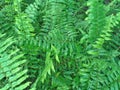 Useful plant nephrolepis with green color