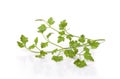 Useful plant parsley green