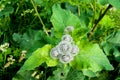 Useful plants. Burdock. Burdock bush with leaves and spines