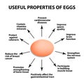 Useful properties of chicken eggs. Infographics. Vector illustration on isolated background.
