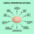 Useful properties of chicken eggs. Infographics. Vector illustration.